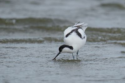 kluut - pied avocet