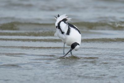 kluut - pied avocet