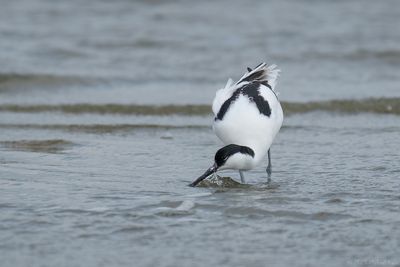 kluut - pied avocet