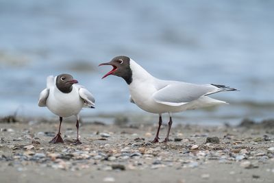 Black-headed Gull - Kokmeeuw - Larus ridibundus