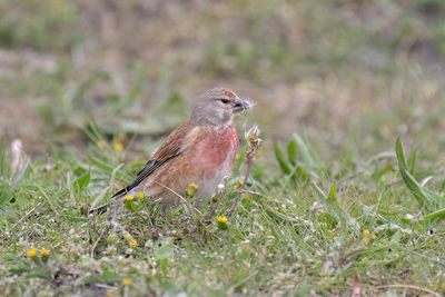 kneu - common linnet