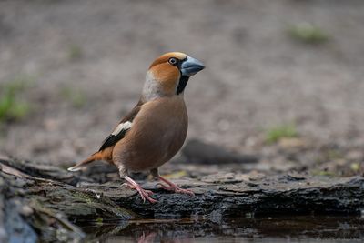 appelvink - hawfinch