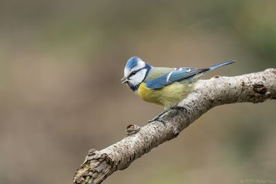 pimpelmees - blue tit