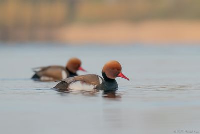 krooneend - red-crested pochard
