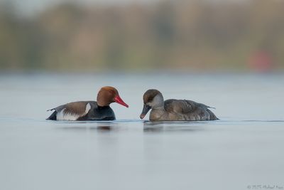 2krooneend - red-crested pochard