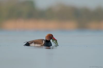 krooneend - red-crested pochard