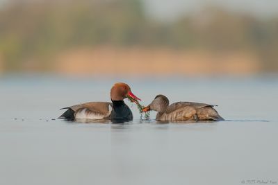 krooneend - red-crested pochard