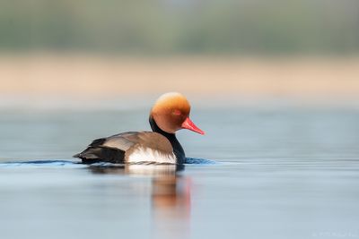 krooneend - red-crested pochard