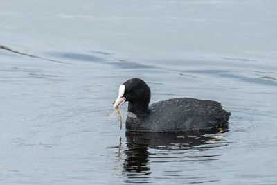 meerkoet - Eurasian coot