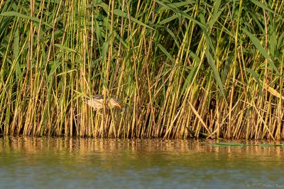 woudaap - little bittern