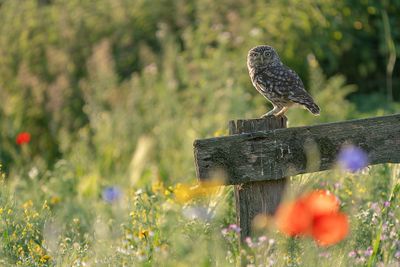 steenuil - little owl