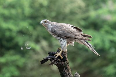 havik - Eurasian goshawk