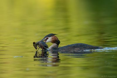 fuut - great crested crebe