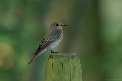 grauwe vliegenvanger - spotted flycatcher