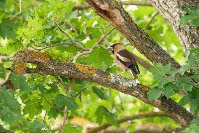 appelvink - hawfinch