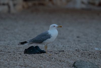 geelpootmeeuw - Kroatie - yellow-legged gull
