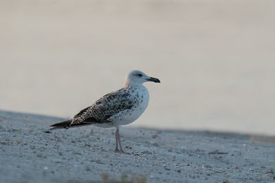 geelpootmeeuw - yellow-legged gull