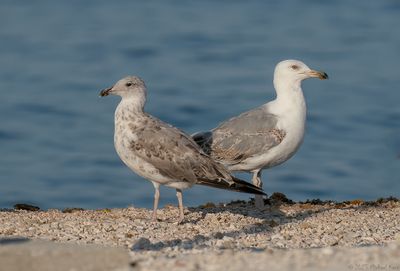 geelpootmeeuw - yellow-legged gull