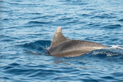 tuimelaar - bottlenose dolphin