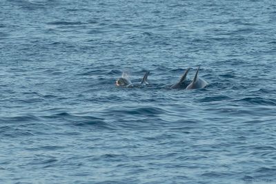 tuimelaar - bottlenose dolphin