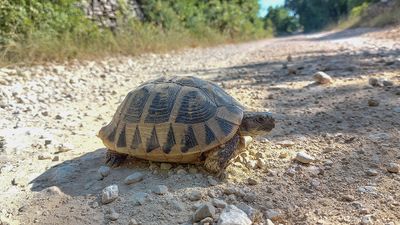 Griekse landschilpad - Hermann's tortoise