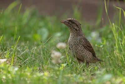 draaihals - wryneck