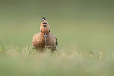 hop - Eurasian hoopoe