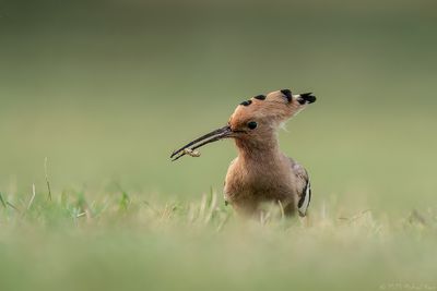 hop - Eurasian hoopoe