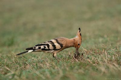 hop - Eurasian hoopoe