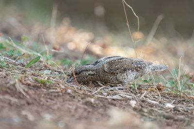 draaihals - wryneck