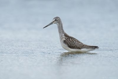 groenpootruiter - greenshank