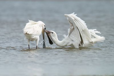lepelaar - spoonbill