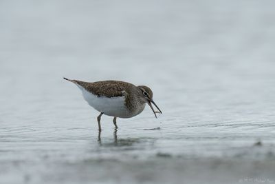 Common Sandpiper - Oeverloper - Actitis hypoleucos