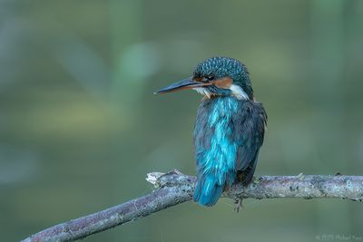 ijsvogel - kingfisher