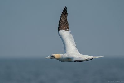 jan van gent - northern gannet