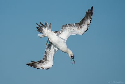 jan van gent - northern gannet