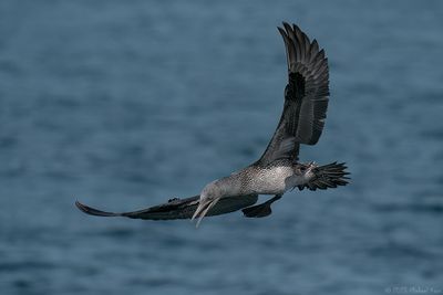 jan van gent - northern gannet