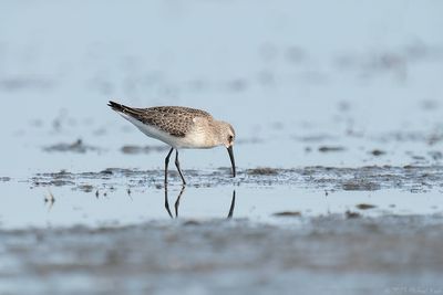 krombekstrandloper - curlew sandpiper
