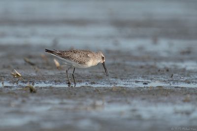 krombekstrandloper - curlew sandpiper