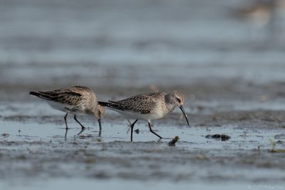 Curlew Sandpiper - Krombekstrandloper - Calidris ferruginea