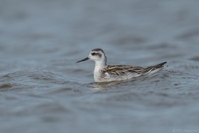 grauwe franjepoot - Red-necked Phalarope