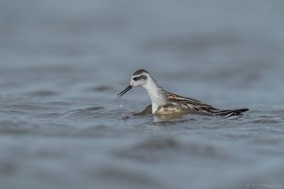 grauwe franjepoot - Red-necked Phalarope