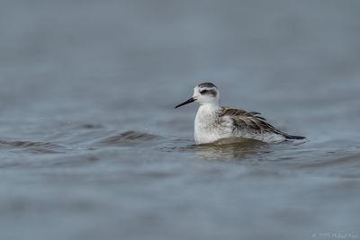 grauwe franjepoot - Red-necked Phalarope