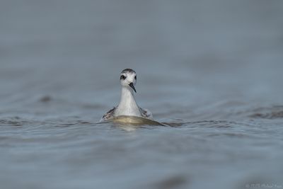 grauwe franjepoot - Red-necked Phalarope