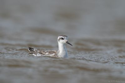 grauwe franjepoot - Red-necked Phalarope