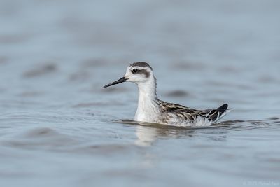 grauwe franjepoot - Red-necked Phalarope