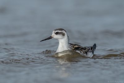 grauwe franjepoot - Red-necked Phalarope
