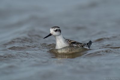 grauwe franjepoot - Red-necked Phalarope