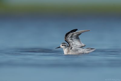 grauwe franjepoot - Red-necked Phalarope