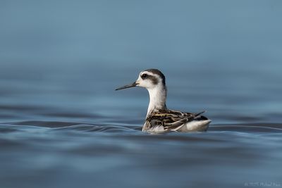 grauwe franjepoot - Red-necked Phalarope